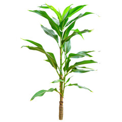 tall green plant with long leaves, perfect for indoor decoration and enhancing spaces. Its vibrant foliage adds touch of nature to any environment