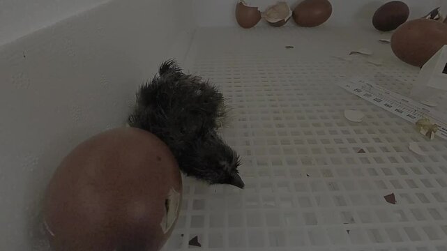 baby black copper marans chick newly hatched with a egg with a chick piping