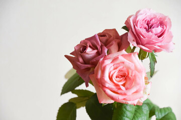 ブラウンとピンクのばら