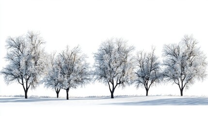 Fototapeta premium Snowy Winter Landscape with Frosted Trees in a Serene and Tranquil Setting