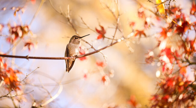 Hummingbird on a Fall Branch
