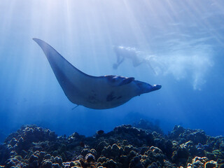 Huge manta ray glides through the clear blue water of Hawaii while a snorkeler watches from above. Photographed from below while freediving.