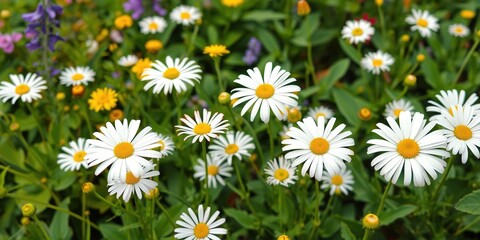 Fototapeta premium Tranquil Garden Oasis: Daisies in Bloom Amidst Verdant Tapestry