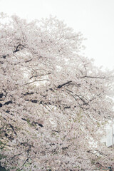 満開の桜