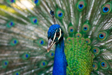 PavoA turkey, male, species, Indian peafowl, with its showy plumage of bright blue and green, deployed to attract females