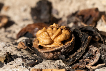 Detail of a walnut, open, falling from a walnut tree in the field, dried fruit