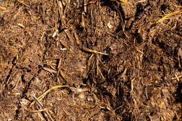 Texture of fiemo, or manure, dry, in an agricultural exploitation of cattle