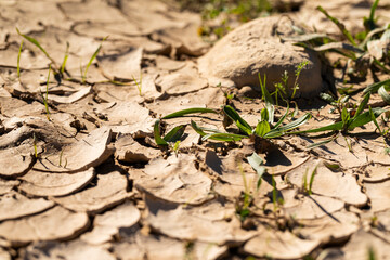 Plants on a parched, cracked land surface illustrating severe drought and arid conditions. Ideal for concepts related to climate change, environmental issues, desertification and water scarcity