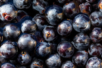 Texture of black grapes of the Grenache variety, harvested in the vineyards of Campo de Borja, Zaragoza, Aragon, Spain