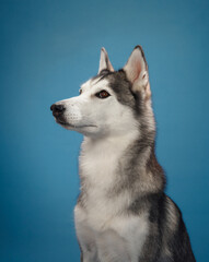 A close-up view of a Siberian Husky's face on a blue background, highlighting its symmetrical fur pattern and bright eyes. The dog's confident and attentive look reflects its sharp personality.