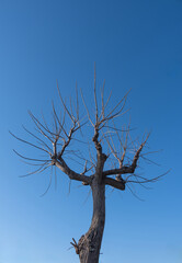 Generatpruned mulberry tree in the public park. topiary.ed image
