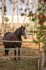 Fototapeta premium Domesticated arabic horse in open field stall in farm in Lima Peru during summer time