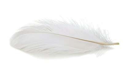 Obraz premium A white feather with a brown tip