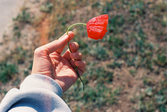 Woman's hand holding red poppy flower outdoors.