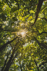 Capture the stunning beauty of a dense forest canopy from a unique low angle perspective, using vibrant watercolors to depict the interplay of sunlight and foliage