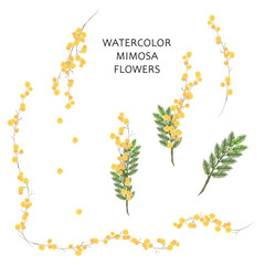 繊細な水彩画のミモザの花のセット