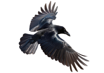 A crow flapping its wings Isolated on Transparent or White Background.
