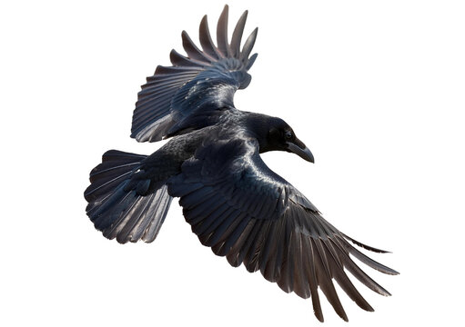 A crow flapping its wings Isolated on Transparent or White Background.