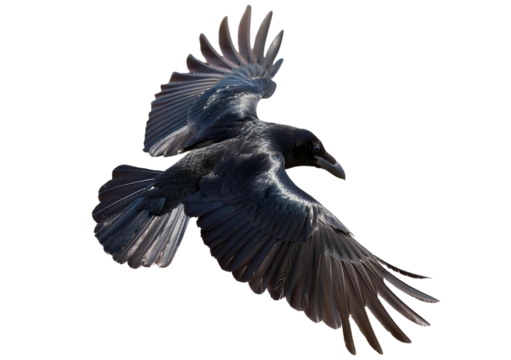 A crow flapping its wings Isolated on Transparent or White Background.