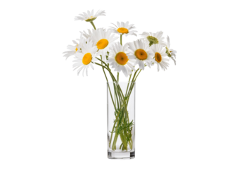 Daisies in glass vases isolated on a transparent or white background