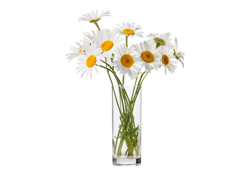 Daisies in glass vases isolated on a transparent or white background