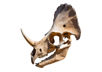 The skull of dinosaur Isolated on transparent or white background