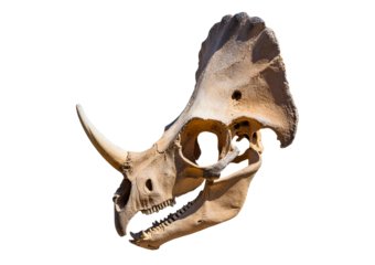 The skull of dinosaur Isolated on transparent or white background