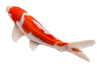 Koi Isolated on Transparent or White Background.