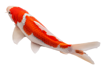 Koi Isolated on Transparent or White Background.