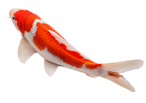 Koi Isolated on Transparent or White Background.