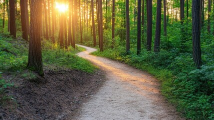 Obraz premium Winding Trail Through Dense Forest at Golden Hour