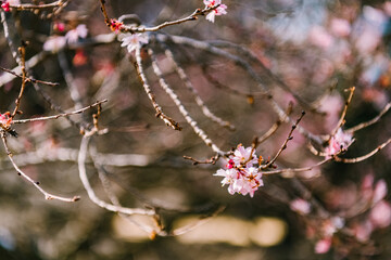 cherry tree blossom