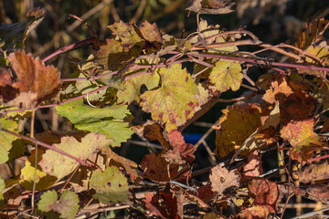 yellowed, dried vine leaves. grape leaf.