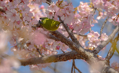 春爛漫のメジロと桜