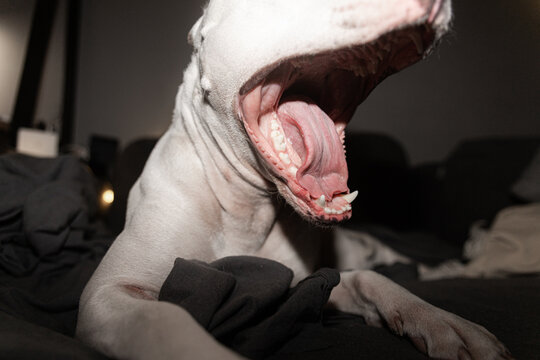 Sleepy Yawning Dog On The Couch