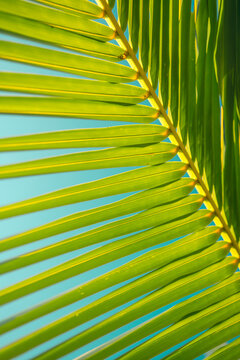 Palm Leaf Pattern Nature Backgroud