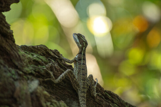 Basilisk Reptile Wildlife