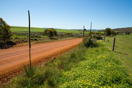 A dirt road with kangaroo tails growing on the side of the road.