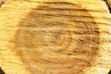Close-up of Natural Wood Grain Texture and Growth Rings