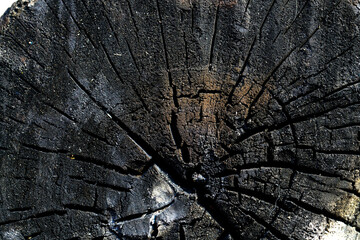 Detailed Close-Up of Charred Tree Stump with Cracked Texture
