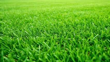 Fototapeta premium Lush Green Grass Field under Clear Sky, Perfect for Nature and Outdoor Concepts