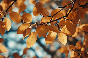 Golden autumn leaves backlit, park, bokeh background, nature design