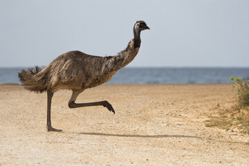 Emu running across a dirt road.