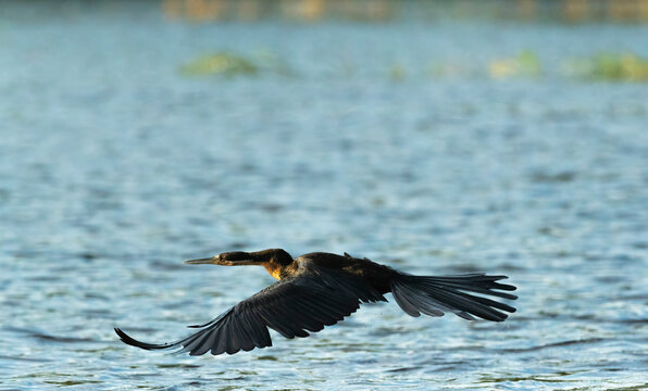 African Darter On Flight  