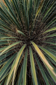 Texas Yucca
