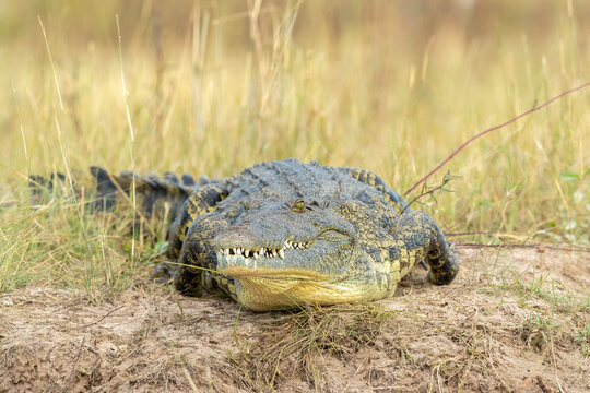 Nile Crocodile Shows Off Its Impressive Teeth  