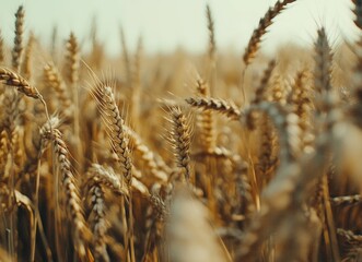 Fototapeta premium Golden wheat field harvest, sunny day, rural landscape, food background