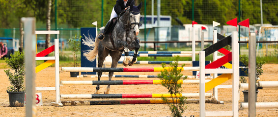 Horse,jumping horse,close-up during the test in the tournament.