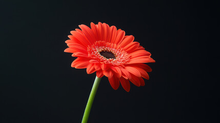 A single red flower is the main focus of the image