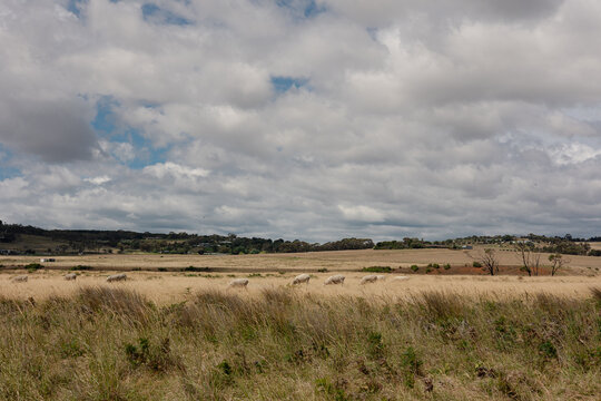 Scenic view of rolling fields with sheeps  